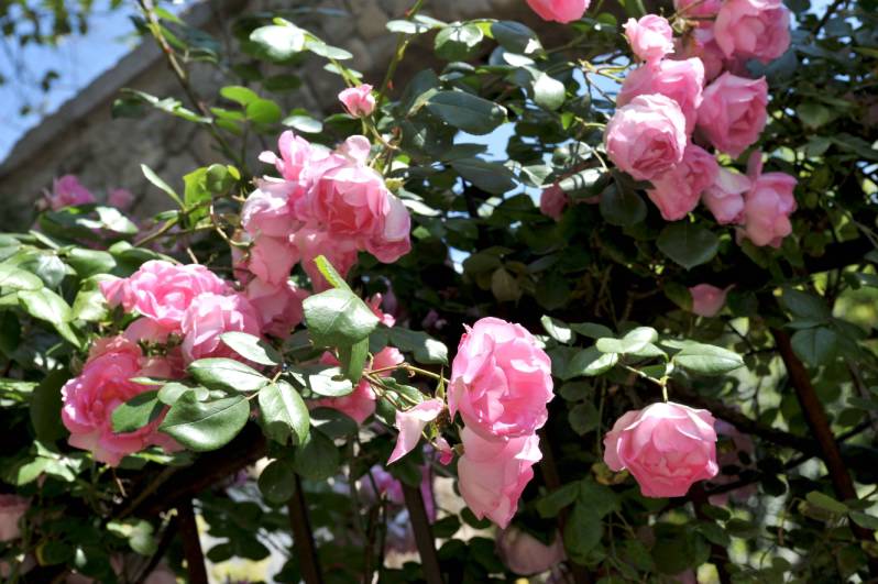 Printemps sur la Côte d'azur