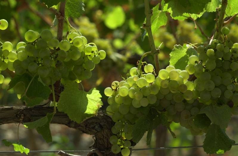 Fête des vendanges à Saint Paul de Vence