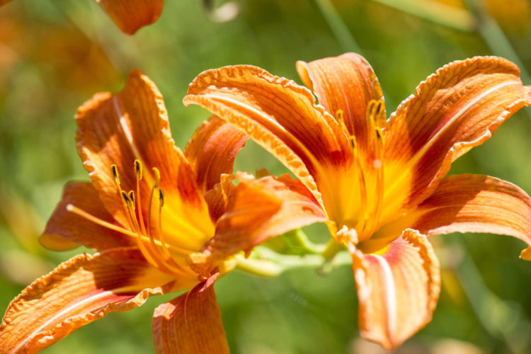 Fleurs cultivées au Mas du Chanoine, tradition des œillets et roses