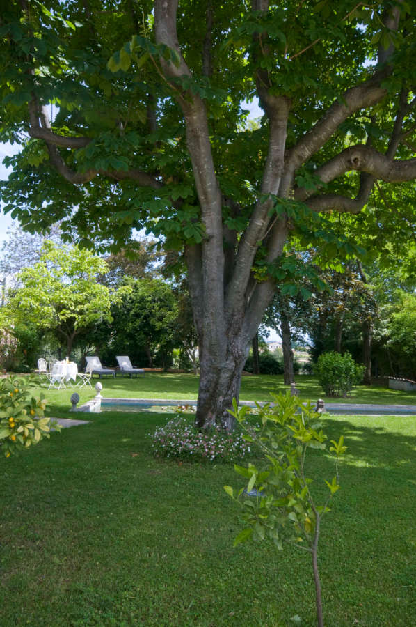 In the garden under the chestnut tree